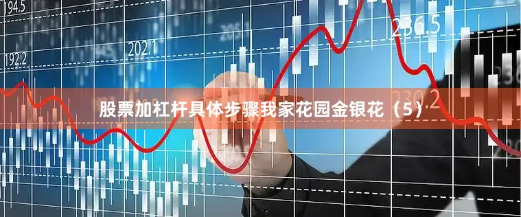 股票加杠杆具体步骤我家花园金银花（5）